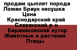 продам цыплят порода Ломан Браун несушка. › Цена ­ 800 - Краснодарский край, Славянский р-н, Бараниковский хутор Животные и растения » Птицы   